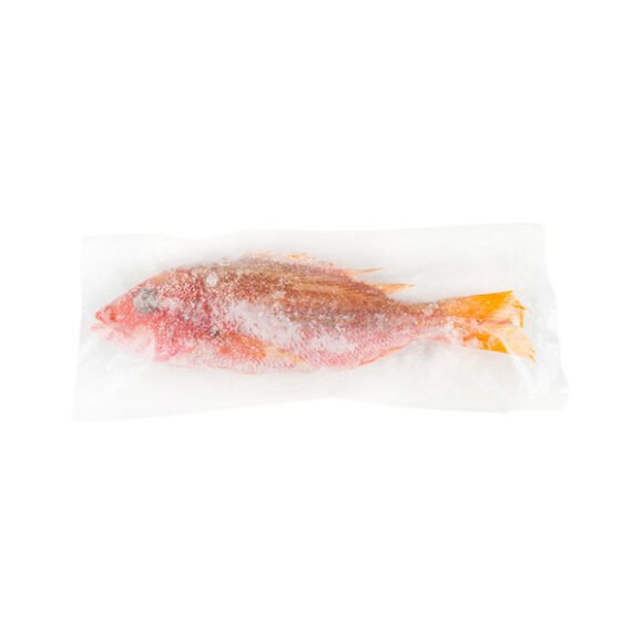 Snapper Fish
